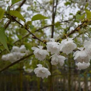 Prunus avium 'Plena' (D) 6-8 LS